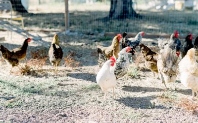 کشاورزی ارگانیک در خانه: از ورمی‌کمپوست تا کودهای طبیعی